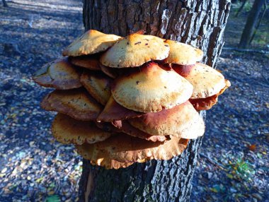 Ağaç gövdesinde eski mantarlar. Ormandaki sessiz bir yerdeki ağaçta bir grup zehirli mantar yetişiyor. Doğal koşullarda zehirli mantarlar..