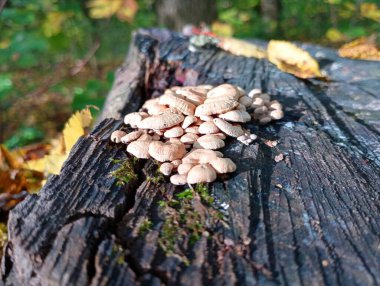 Zehirli mantarlar siyah meşe kütüğünde yoğun bir grupta yetişir. Yeşil orman arka planında yaşlı bir ağaç gövdesindeki mantar dokusu.