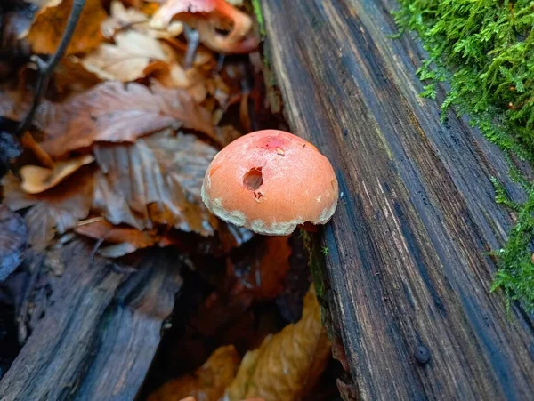 There is a lot of yellow in the crack of an oak log, in which a poisonous mushroom grows. One orange mushroom on an old wooden log in the forest. Autumn theme.