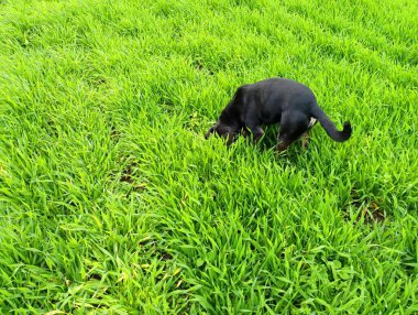 Siyah bir av köpeği, kışın ekilen buğday tarlasında küçük kemirgenleri avlar..