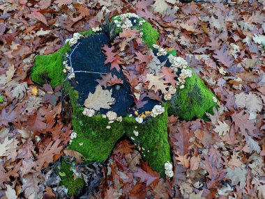 Ormanda, yaprakların arka planında, bir ağaç kütüğü tamamen yeşil yosunlarla kaplıdır, bu küçük asalak ağaç mantarları boyunca büyürler. Sonbahar ormanı ve doğal dokuları.