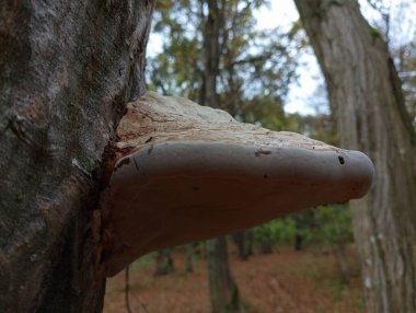 Orman arka planında bir ağaç gövdesine yakın plan ahşap mantar. Ağaçları asalaklaştıran bir mantar..