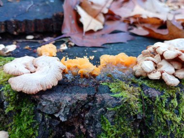 Parazit mantarları, içinde turuncu mukoza zarının olduğu eski bir kütüğün üzerinde yetişir. Avrupa ormanlarında bulunan mantarlar ve zambaklar.