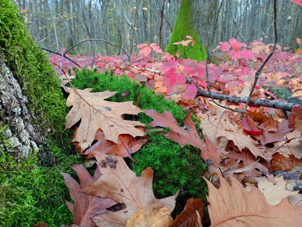 Forest autumn theme. Fallen yellow oak leaves lie on green thick moss near the oak trunk. Beautiful autumn landscape.