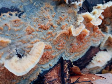 Balçık mantarı eski bir sandıkta rahat hisseder. Ormanın teması ve sonbahar mantar koleksiyonu. Parazit mantarları ve türleri.