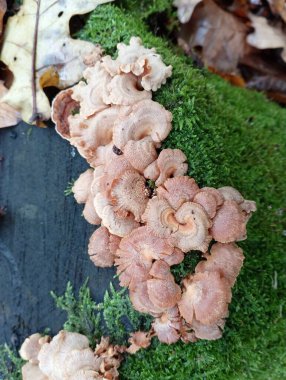 Yeşil orman yosunlarıyla kaplı eski bir kütüğün üzerinde bir grup zehirli mantar. Mantarlar ağaçlardaki parazitlerdir. Ormanda mantar toplama konusu. Sonbahar teması.