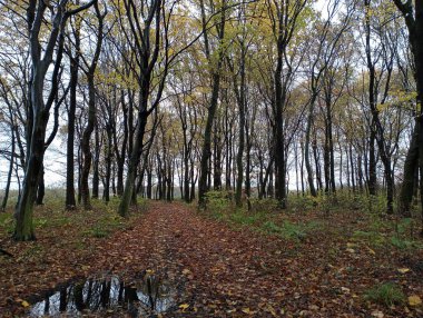 Ormanda sonbahar manzarası. Düşen sonbahar yapraklarıyla süslenmiş pitoresk bir orman yolu uzun ağaçların arasında uzanıyor..
