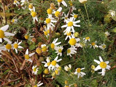 Beyaz papatya deseni. Sonbaharda tarlada küçük papatyalar.