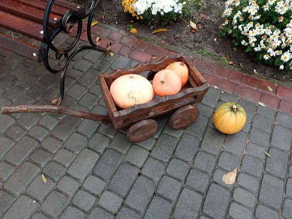 Landscape design of the yard near the house. A small wooden cart with fresh home-grown pumpkins and melons stands on the cobblestone patio. Decoration of the home territory.