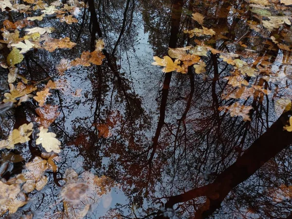 A puddle with black mirror water in which there are many yellow fallen oak leaves. On the surface of the water are reflections of majestic old oak trees.