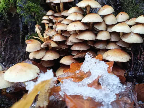 Wood mushrooms on an old stump. In the foreground is the first snow. Fungi are parasites on trees. The topic of collecting mushrooms in the forest. Autumn theme.