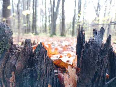 Bir sonbahar ormanının arka planında çürümüş siyah bir kütük. Doğa ve açık hava eğlencesi. Doğa tarafından yaratılan güzel arkaplan ve dokular.