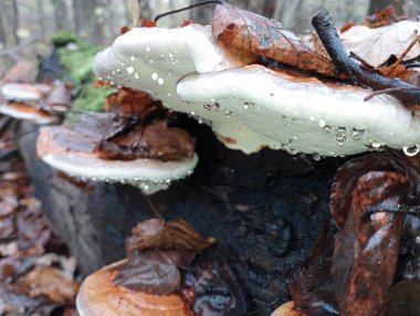 Eski bir ağacın gövdesindeki güzel ağaç mantarları üzerine su damlaları donmuştur. Doğa ve alışılmadık dışavurumları. Açık hava eğlencesinin sonbahar teması.