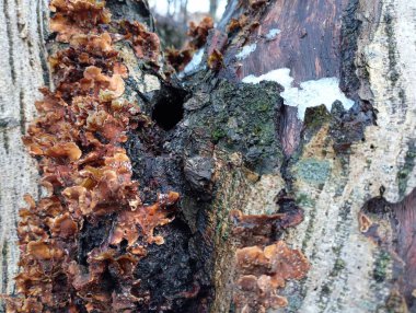 Yosun ve yosunların yetiştiği bir ağacın dokusu. Ormandaki çürümüş bir ağacın gövdesi. Doğa ve onun alışılmadık biçimleri.