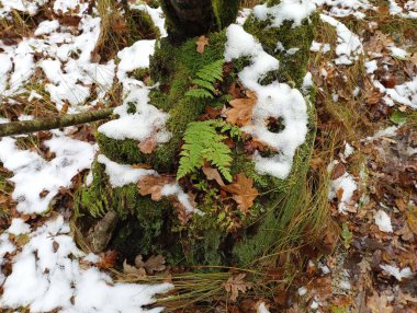 Ormandaki bir kütük yeşil bir eğrelti otunun yetiştiği yeşil yosunlarla kaplıdır. Kütüğün etrafında uzun yeşil orman çimenleri var. Düşmüş meşe yaprakları ve kar gövdeyi kaplıyor..