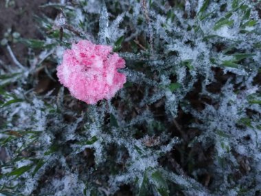 Soğuk beyaz kar kristalleri ince bir katmana, pembe bir çiçekle birlikte düştü. Soğuk havanın başlangıcı ve soğuk kışın başlangıcı.