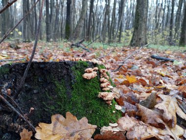 Bir grup zehirli ahşap mantar yeşil yosunlarda meşe kütüğünde yetişir. Ormanın ortasında eski bir kütükte küçük kahverengi mantarlar..