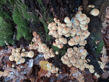 Bir grup güzel zehirli mantar, yeşil kalın yosunlarla kaplı ağaçların köklerinde yetişir. İlk kar taneleri ormana düştü..