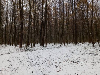 Güzel bir ormanın manzarası, ritmik ağaçlar ve küçük bir kar yığını, tüm ormanı ince bir katmanla kaplıyor. Doğada kış tatili.