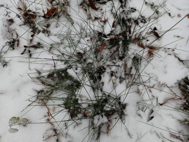 Beyaz karın altında güzel, ince yeşil çimenler. Çimenli ve karlı güzel kış arkaplanı.