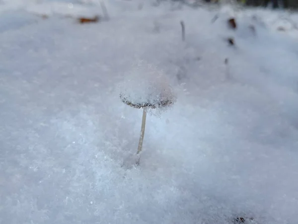 A tiny little mushroom on a tall thin leg under the white icy snow in the forest. The first winter precipitation unexpectedly covered the surface of the ground in the forest.