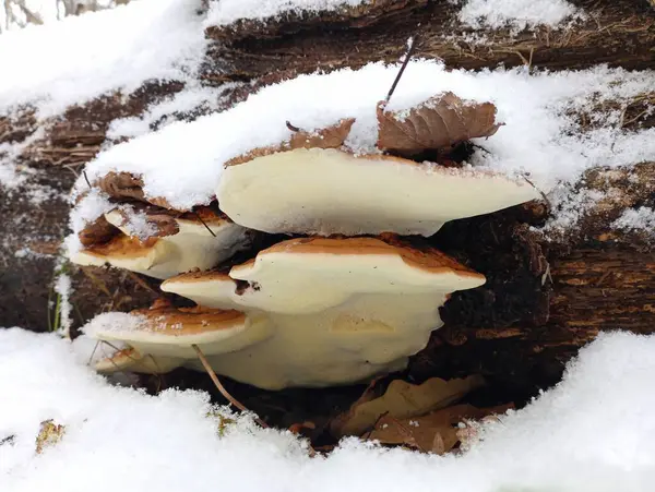 Tree mushrooms on the trunk of a snowy tree. Erosy winter background with forest mushrooms.