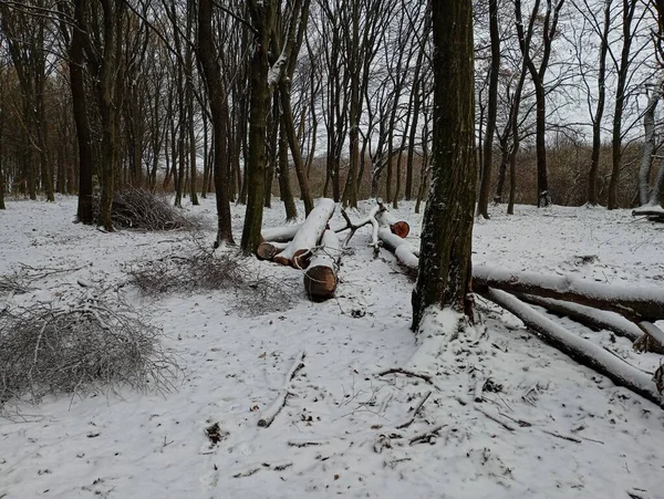 Deforestation in winter. On the ground lie oak logs cut in winter, crushed by cold snow. Deforestation and human impact on ecology. Harvesting wood.