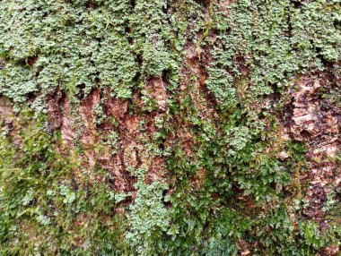 Ağaç gövdesinde yeşil yosun ve liken dokusu. Ağaç kabuğu yeşil yosun ile kaplıdır..