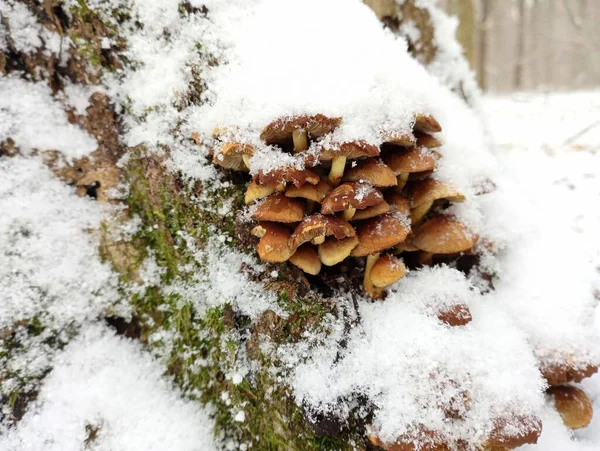 Poisonous mushrooms on a stump in the forest in the winter season are covered with a layer of white fresh snow. Winter landscapes in the forest. Beautiful backgrounds in winter snow with snowy mushrooms.