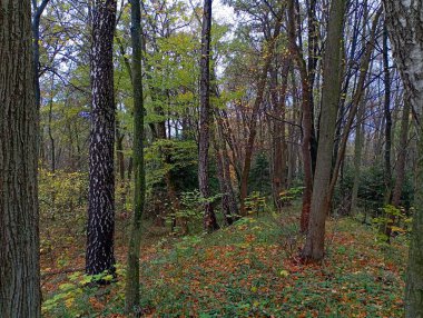 Sonbahar mevsiminde karışık bir ormanın güzel manzarası. Bir orman parçasında farklı türde ağaçlar. Ormanda, yaprakların arasında küçük bir tepe..