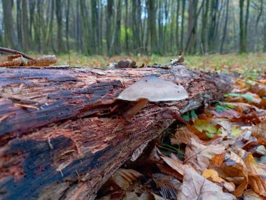 Zehirli bir parazit mantarı uzun gri bir gövdede çürümüş bir ağaç gövdesinde yetişir..