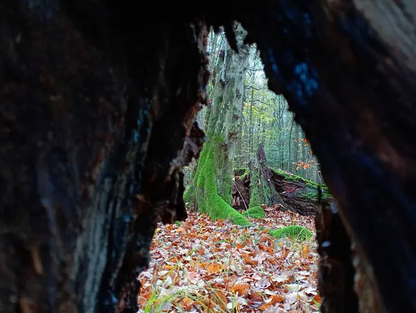 Through the hole in the tree, you can see a tree in the forest, the roots of which are overgrown with green thick moss. Beautiful forest landscape of an autumn forest through a wooden crack of a tree. Autumn natural backgrounds with plants and trees