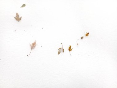 Sarı akçaağaç yaprakları kışın dökülür. Akçaağaç yaprakları karın yüzeyinde