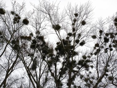 Ağacın tacı ökseotu paraziti ile enfekte olmuş. Ağaçtaki zehirli ökseotu bitkileri. Hasta bir ağacın tacı gökyüzünün arka planında.
