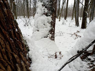Kış orman manzarası. Ormanda gövdesi kışın üç parçaya bölünmüş bir ağaç..