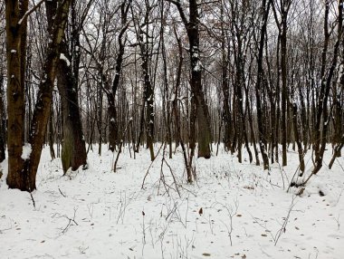 Soğuk kar tabakasının altında muhteşem bir kış ormanı. Doğadaki ormandaki kış manzarası.