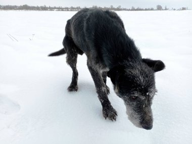 Kalın, soğuk bir kar tabakasıyla kaplı bir tarlada yaşlı, yorgun, siyah bir sokak köpeği. Evsiz hayvanlar doğada.