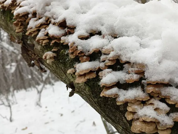 Snow-covered mushrooms on a tree trunk. Tree mushrooms under the snow in winter. Mushroom picking and natural winter scenery in the forest