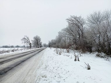 Üzerinde dev ıhlamur ağaçlarının yetiştiği karlı bir yol. Kış buzlu yolu. Yolda bir sürü buz var..