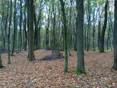 Ritmik sonbahar ormanı. Düşen sarı yapraklar ormandaki tüm zemini kapladı. Ritmik ağaçlarla dolu güzel bir parkta yürüyüş..