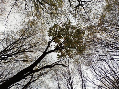 Güzel dallı ağaç dalları bulutlu bir sonbahar gökyüzünün arka planında sarı sonbahar yaprakları olan merkez bir ağaca uzanıyor..
