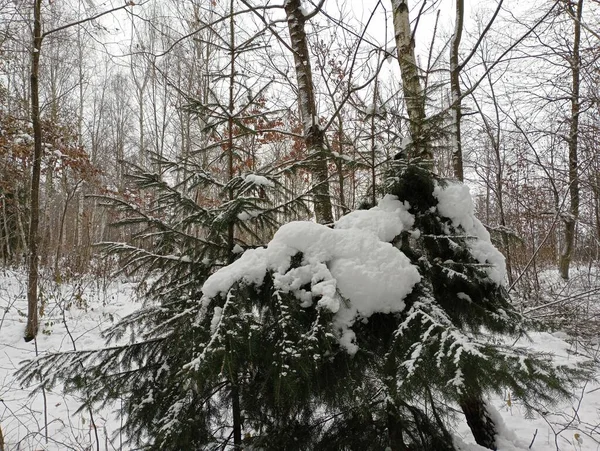 Green Christmas trees covered with a thick layer of snow in the forest in winter. Christmas trees in natural conditions. The topic of ecology and preservation of Christmas trees.