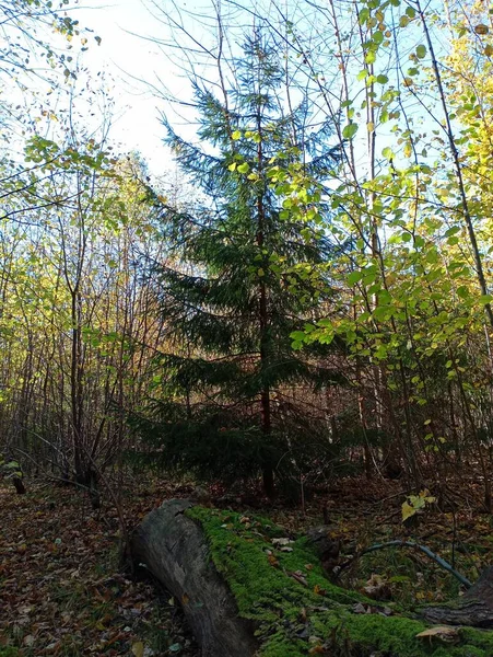 An autumn forest in the center of which is green among trees with yellowed leaves. Christmas tree in autumn in the forest. In the foreground is an old log with moss growing on it.