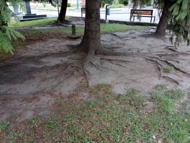 Parkta, yeryüzünün yüzeyine bakan güzel, güçlü kökleri olan bir ağaç. Parktaki bir ağacın tacının altında ezilmiş toprak..