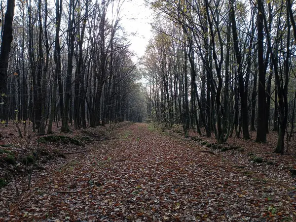 Sonbahar ormanının ortasında orman manzaralı bir yol. Yol boyunca kazılmış bir hendek uzanıyor..