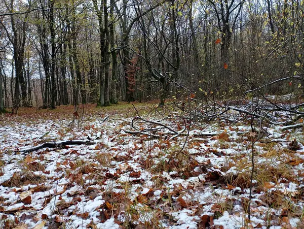 The first snow fell in the forest. Beautiful landscape of the first snow in the forest among the trees. Young rhythmic trees in the autumn forest.
