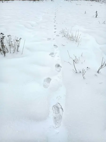 Human footprints on white snow. Traces of human feet on fresh snow. The topic of winter travel in snowy terrain. Winter textures.