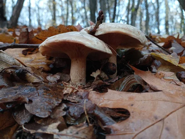 Two mushrooms among the leaves in an oak forest. Delicious autumn mushrooms in a row in the middle of the forest. Autumn theme of collecting mushrooms in the forest.