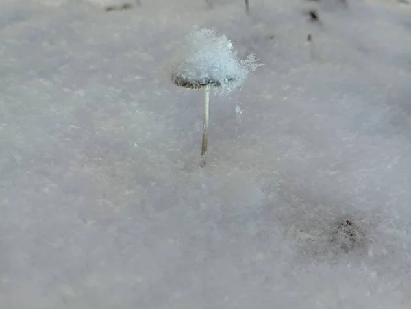A small poisonous mushroom on the white snow. Crystals of white snow on a cap in the forest. Beautiful fragile mushroom under the snow in winter.