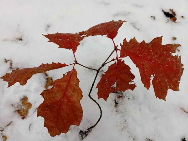 A small oak tree with yellowed leaves in the snow in the forest. The first snow covered the ground in the forest